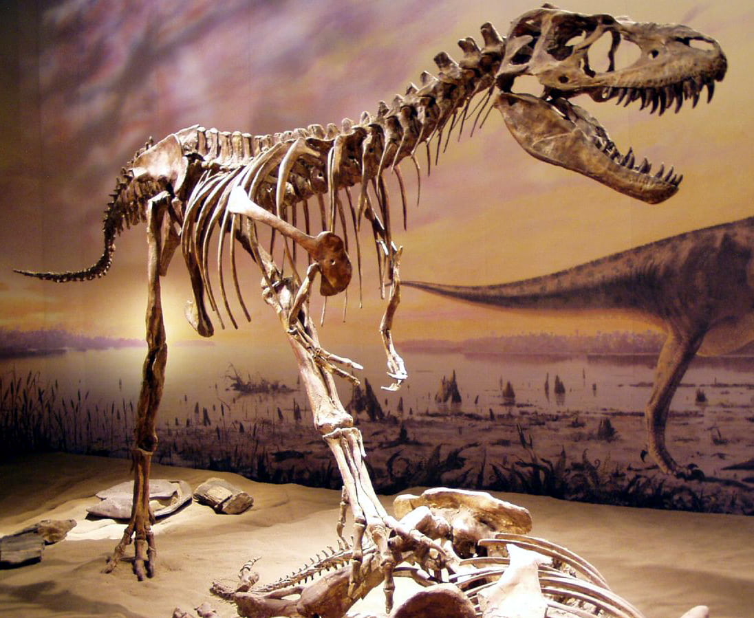 Featured image for “Dino of the Month – Gorgosaurus”