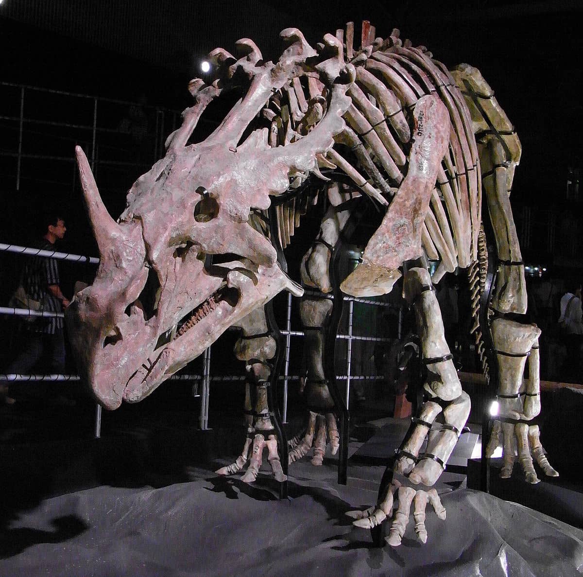 Featured image for “Dino of the Month: Sinoceratops”