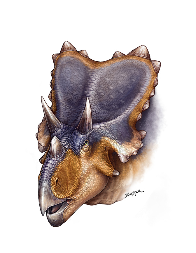 Featured image for “Dino of the Month: Mercuriceratops!”