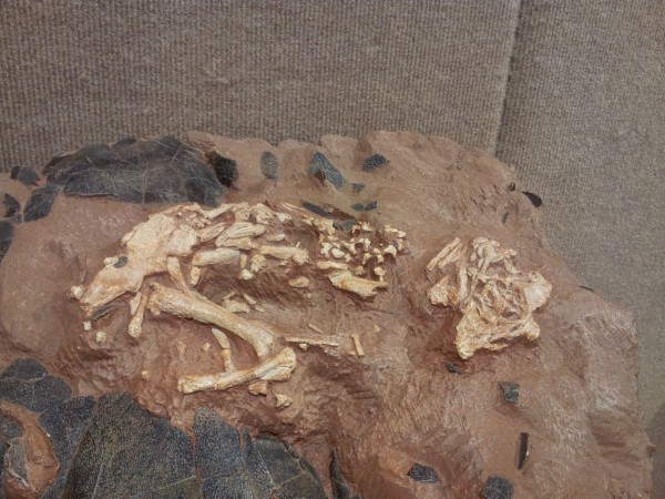 Baby Louie, the articulated hatchling oviraptorosaur from Henan, China. The head is visible on the right, the hips and hind limbs are visible on the left.