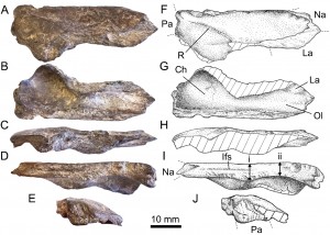 Boreonykus certekorum holotype specimen, a frontal bone from the roof of the skull.