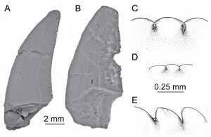 Boreonykus certekorum referred teeth. Note the different denticle (serration) shapes in parts C and E. From Bell and Currie (2015).