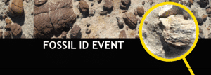 fossil-id-event-image