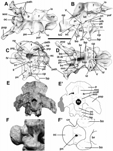 The braincase (the bones of the skull around the brain) of Murusraptor. From Coria and Currie (2016). Photos and line drawings.