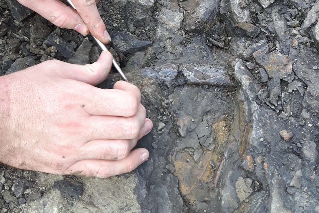 Excavating a fossil from Pipestone Creek