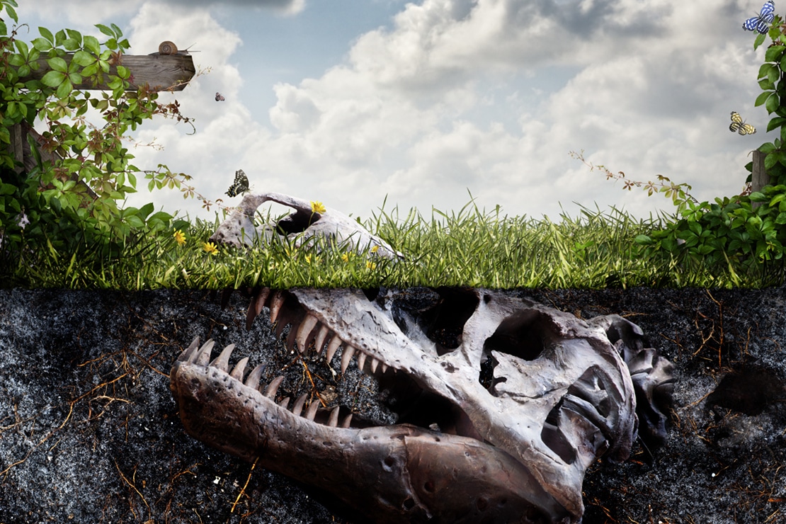 Palaeontologist for a Day