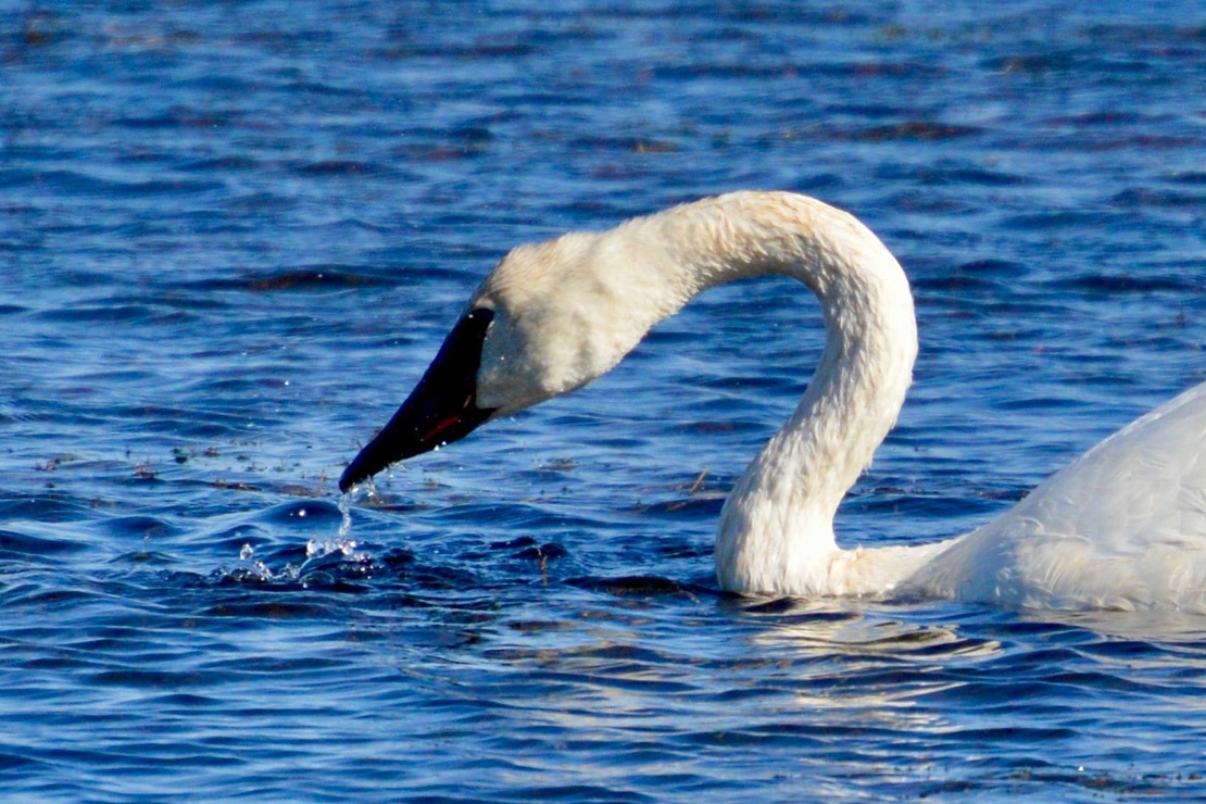 Swan at Saskatoon Island