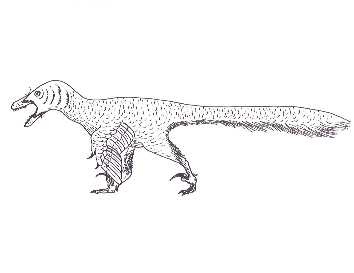 The Real Velociraptor Philip J Currie Dinosaur Museum