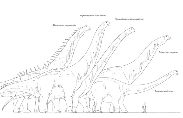 Featured image for “What’s the Biggest Dinosaur?”