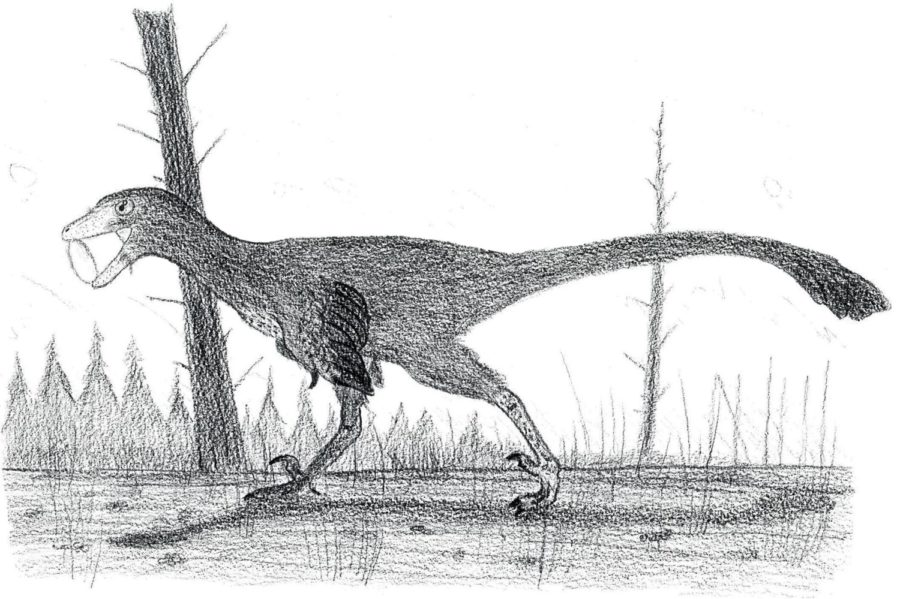 What’s Going On With Troodon? Philip J. Currie Dinosaur Museum