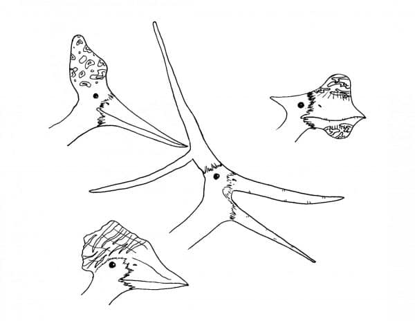 Featured image for “An Introduction to Pterosaurs”