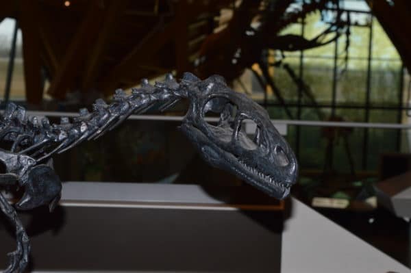Featured image for “Alberta’s Best Dromaeosaur”