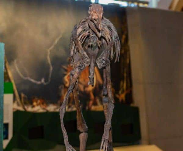 Deinocheirus: The tale of the horrible hands – Prehistoric Otter