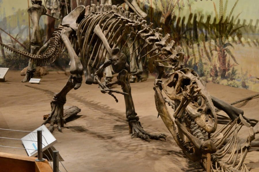 Featured image for “The Real Allosaurus”