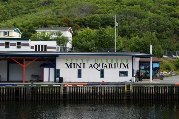 Petty-Harbour-Mini-Aquarium-2016-1
