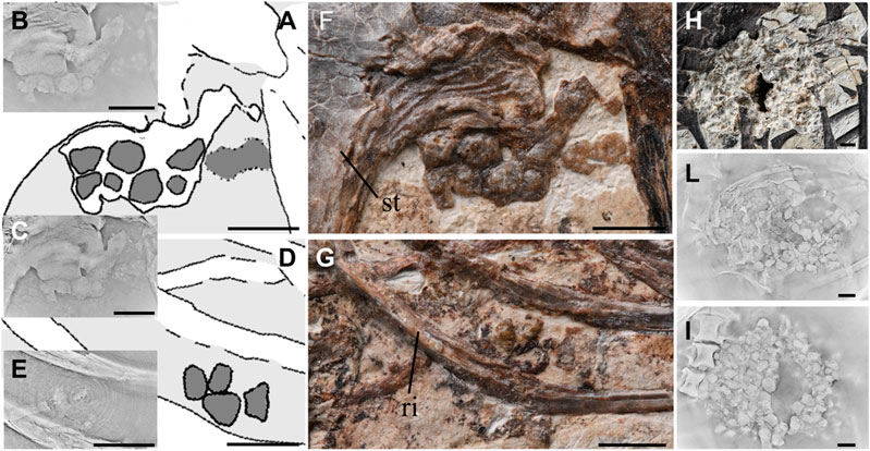 Featured image for “Investigating Possible Gastroliths in a Referred Specimen of Bohaiornis guoi (Aves: Enantiornithes)”