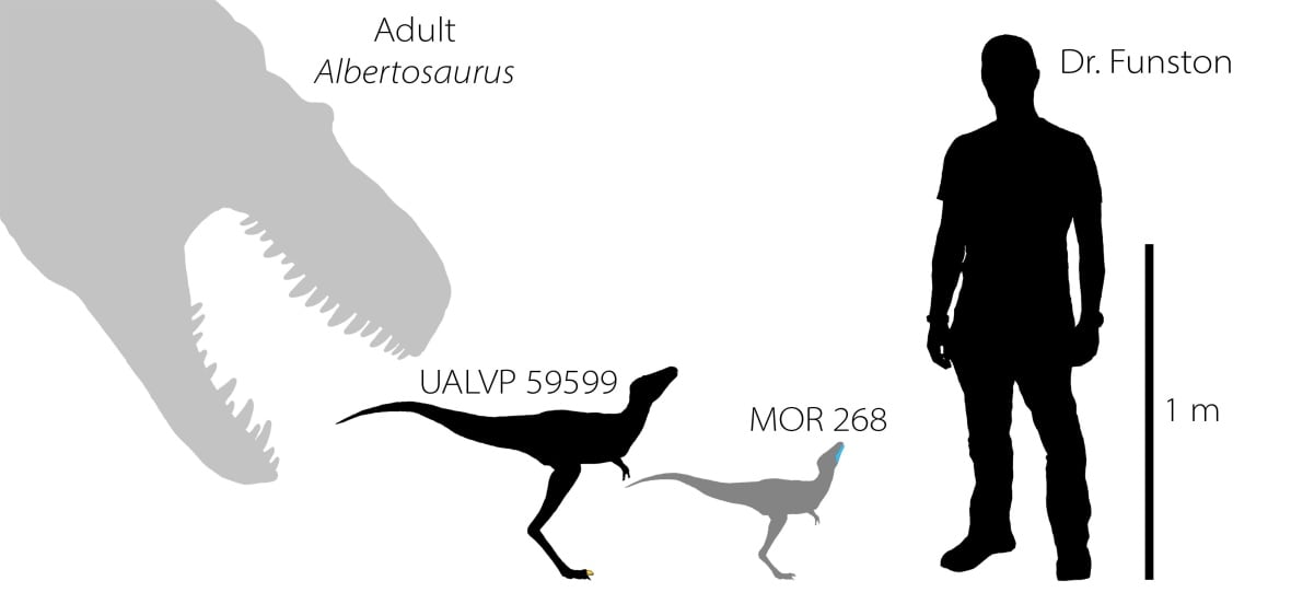 Featured image for “First baby tyrannosaur fossils discovered in Alberta, Montana”