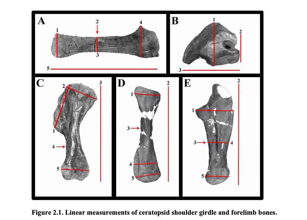 Featured image for “The Forelimb and Pectoral Girdle of Pachyrhinosaurus lakustai (Ceratopsia, Centrosaurinae)”