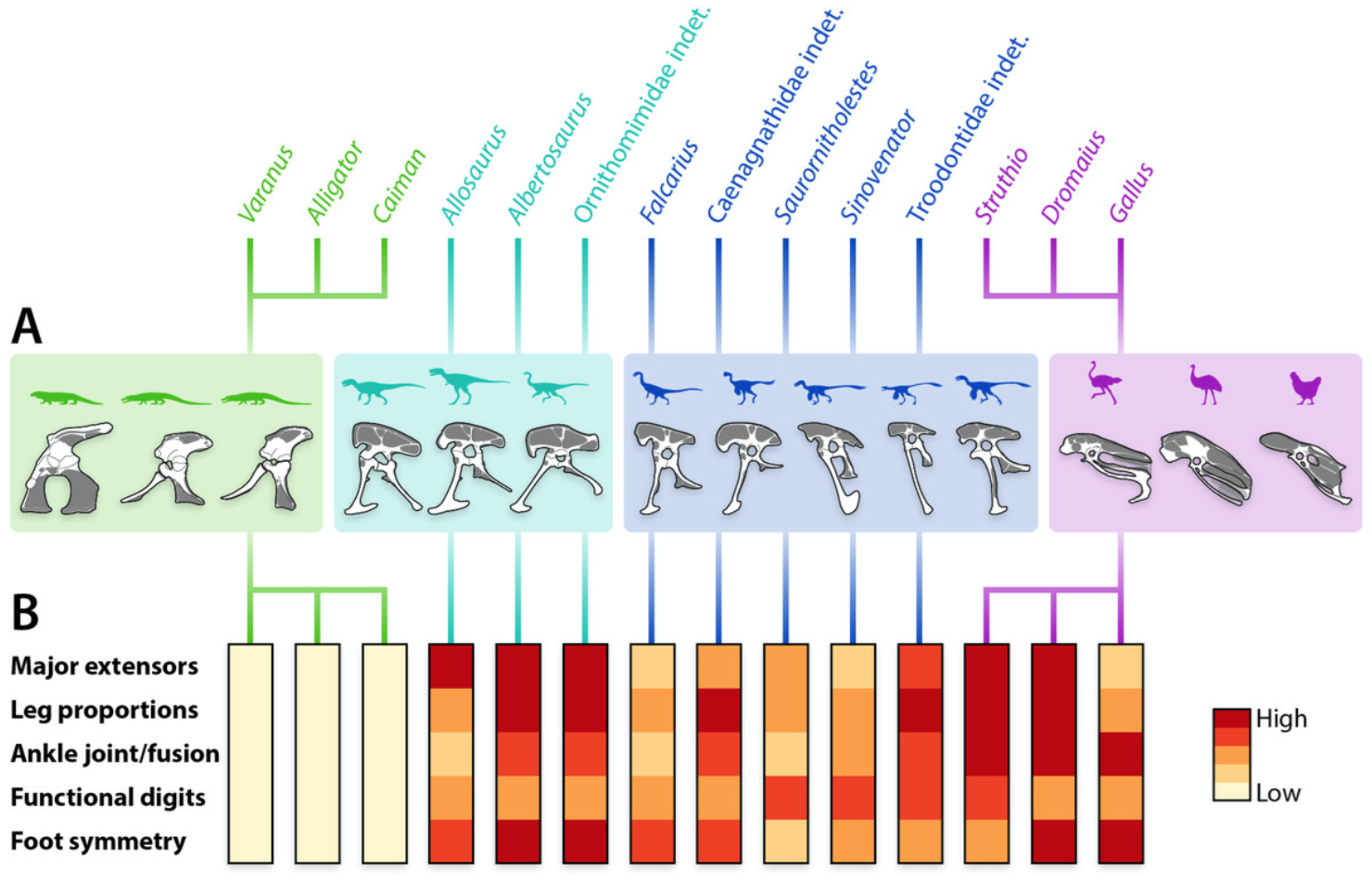 Featured image for “Maniraptoran pelvic musculature highlights evolutionary patterns in theropod locomotion on the line to birds”