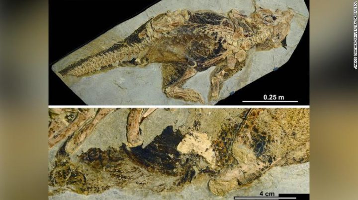 Featured image for “This fossil reveals how dinosaurs peed, pooped and had sex”
