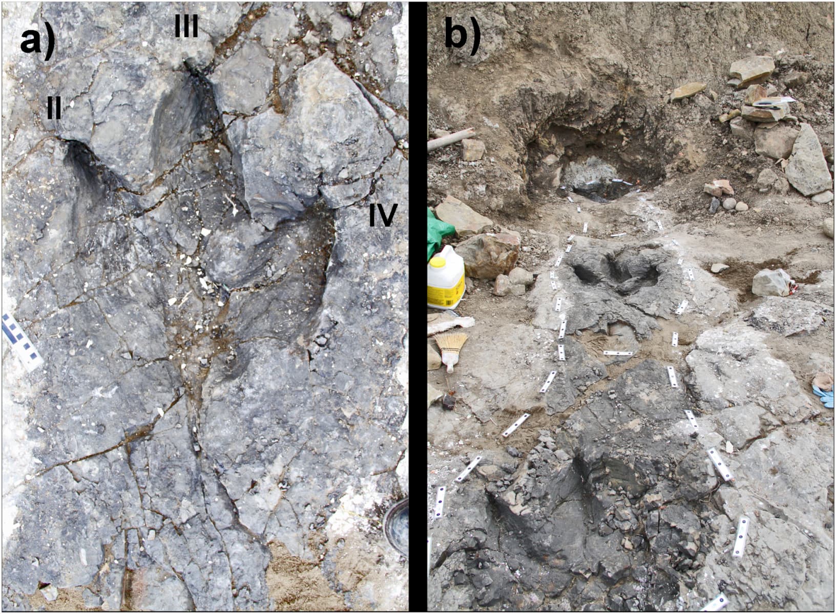 Featured image for “A ‘Terror of Tyrannosaurs’: The First Trackways of Tyrannosaurids and Evidence of Gregariousness and Pathology in Tyrannosauridae”