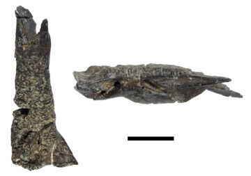 Lizard frontal from the DC Bonebed, in top view (left) and side view (right). Scale bar: 1 cm. Photos by Robin Sissons.