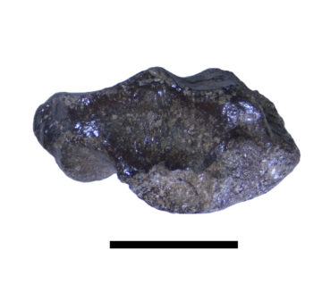 Lizard frontal from the DC Bonebed, in top view (left) and side view (right). Scale bar: 1 cm. Photos by Robin Sissons. 