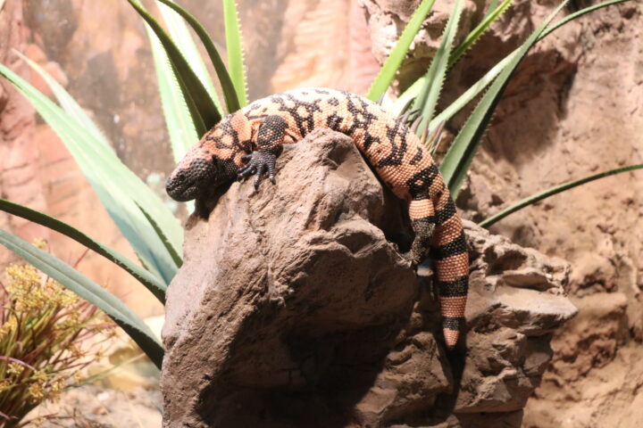 A Gila monster draped over a rock in its enclosure at the Bronx Zoo in New York, USA. Photo by Corwin Sullivan.