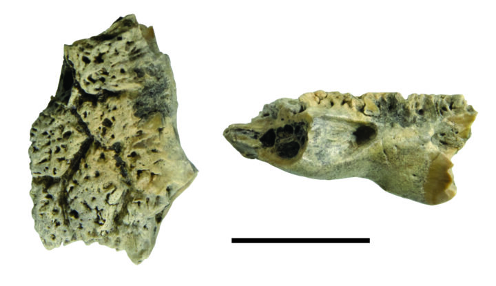 Lizard frontal from White Rock Coulee, identified as Labrodioctes montanensis, in top view (left) and side view (right). Scale bar: 1 cm. Photos by Robin Sissons.