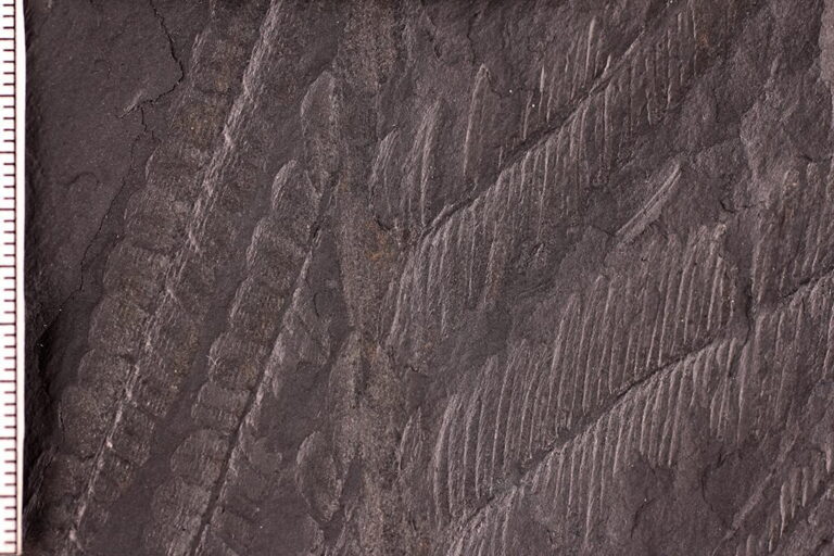 Palaeo How-To: How are Fossils Found? - Philip J. Currie Dinosaur Museum
