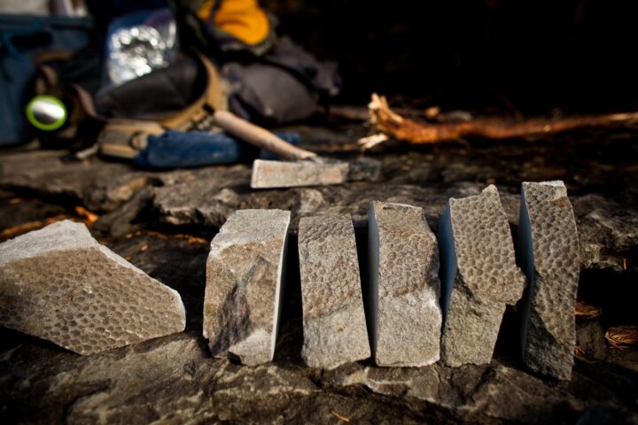 Polygonal Scales of a hdrosaur buried.