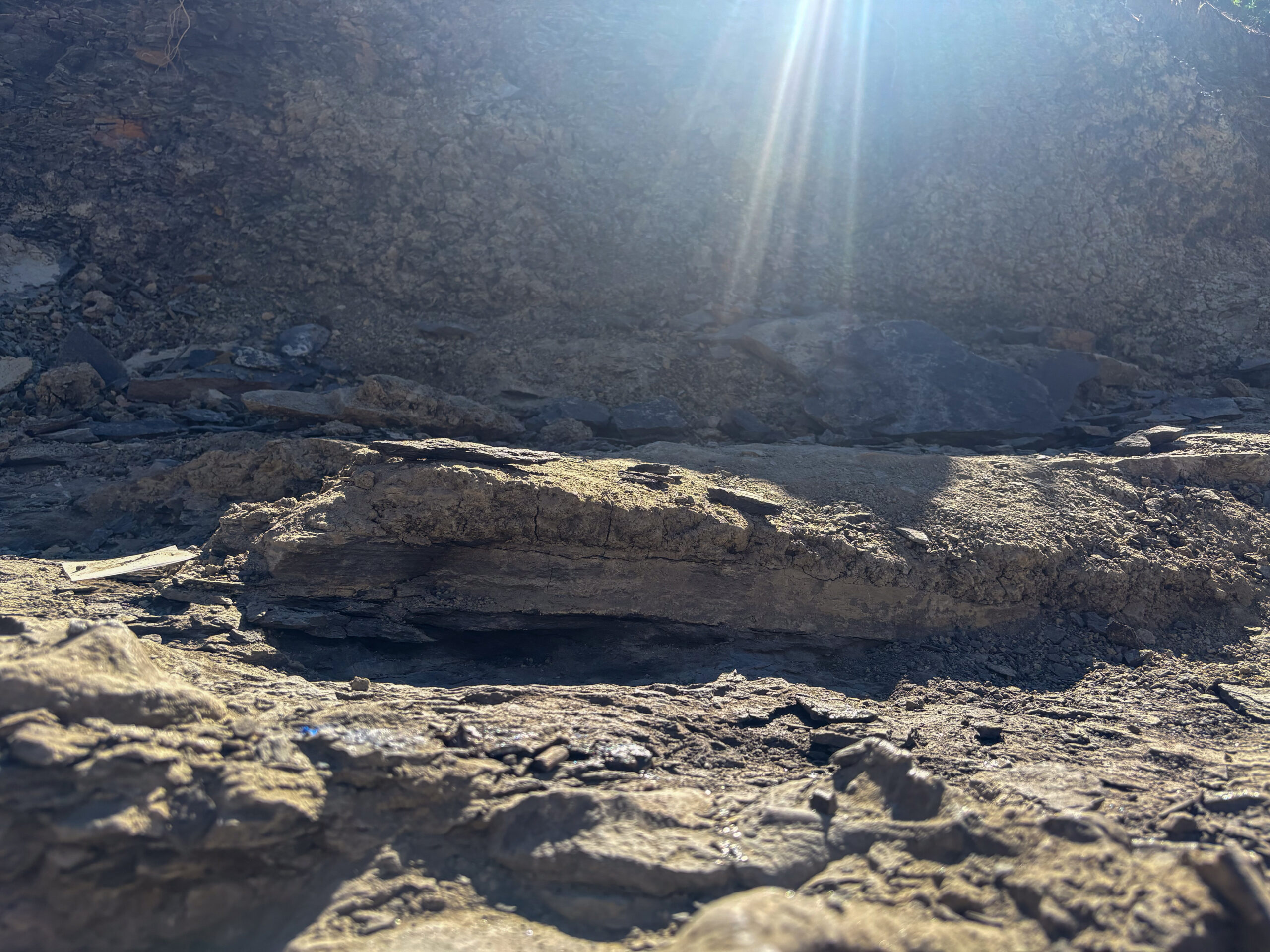 Bonebed