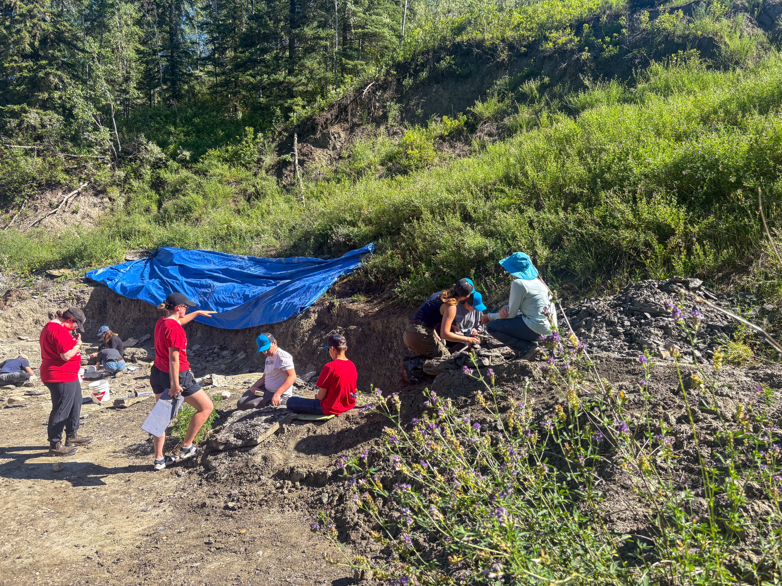 Bonebed