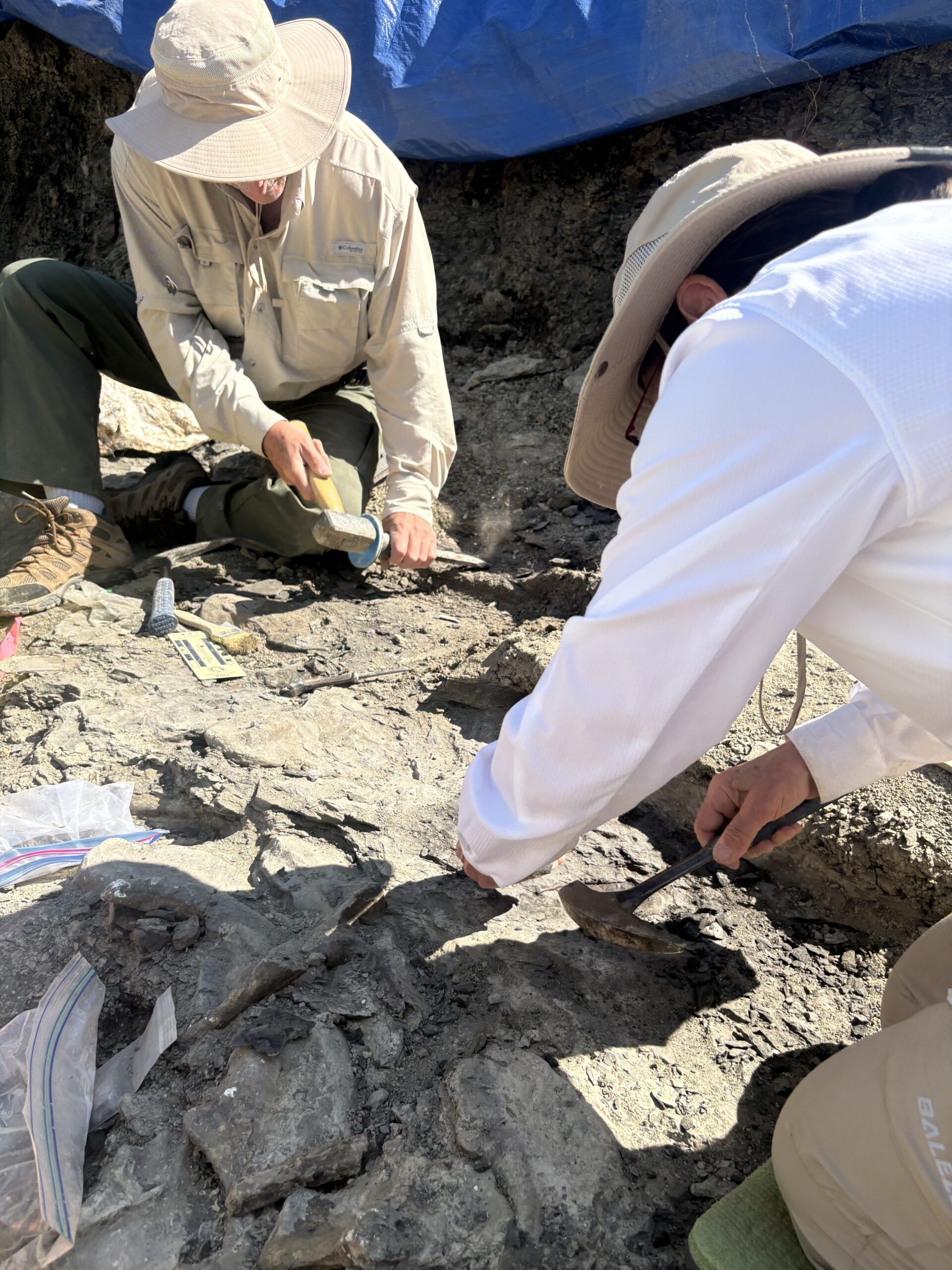 Two crew members excavating fossils at Pipestone Creek
