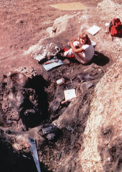 An early excavation at the Pipestone Creek Bonebed in the 1970s