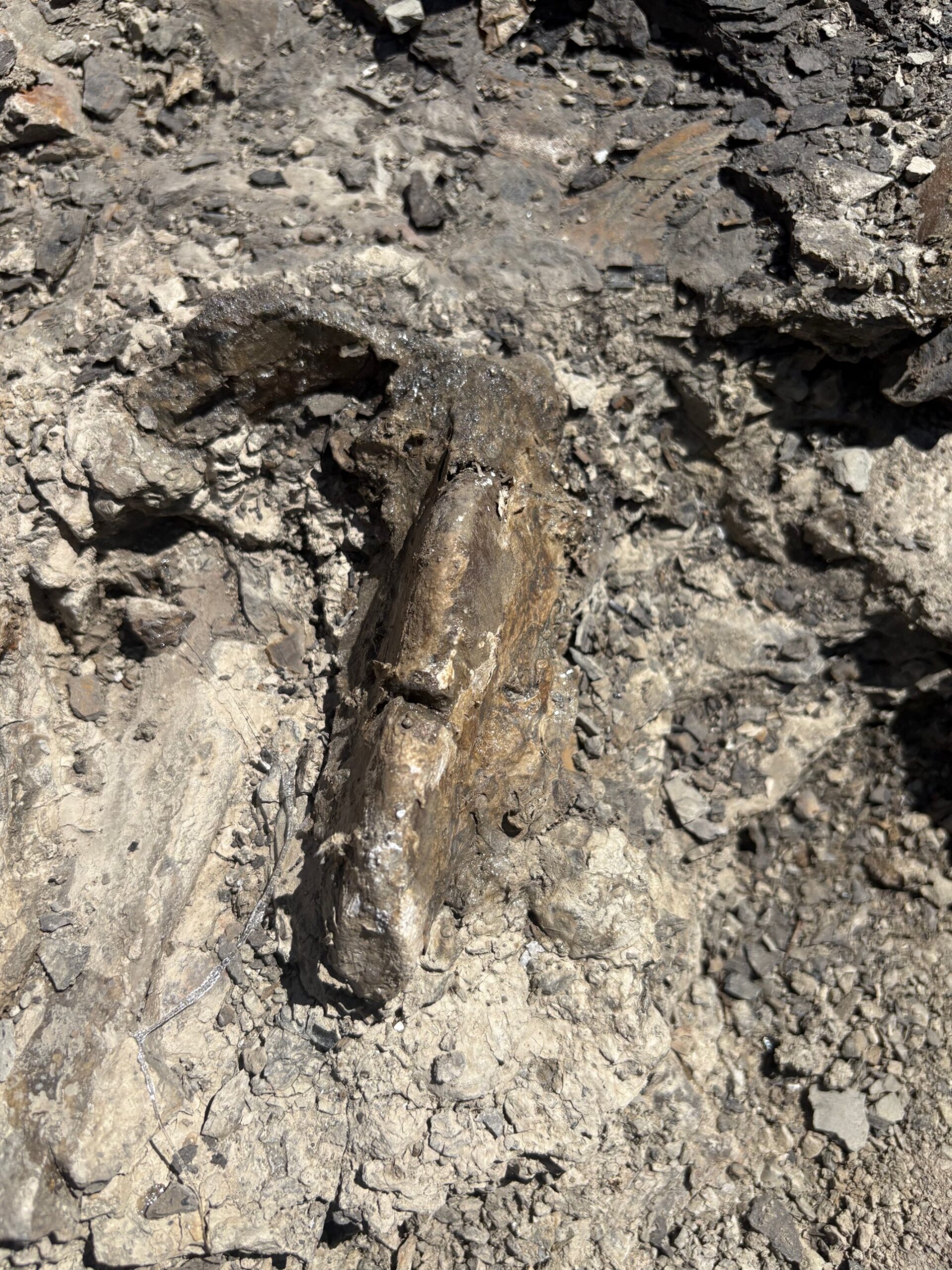 A dinosaur bone emerging from the rock at Pipestone Creek